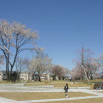 New桜スポット！学園の杜公園