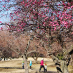 つくば散歩日和♪～梅香る公園＆知育スポットへふらっとドライブ～