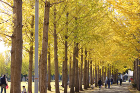 科学万博記念公園のイチョウ並木