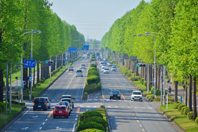 大通りを彩る街路樹