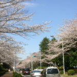 菜の花と桜が咲き誇る「農林さくら通り」でお花見♪