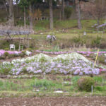 芝桜の筑波山♪