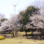 日々の生活の中で、桜を愛でる！