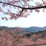 茨城県フラワーパークに行って来ました♪