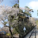 筑波山頂カタクリの花まつりに行って来ました♪