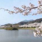 TX沿線の桜の名所巡り（北条大池・万博記念公園）