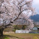 つくばの桜　燧ケ池（ひうちがいけ）