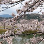 つくばの桜　北条大池