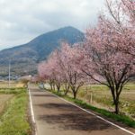 つくばの桜　りんりんロード