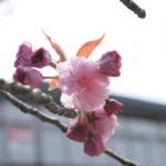 桜の花もいいけれど(後篇）