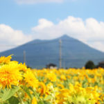 夏のデートにもおすすめ♪筑波山とひまわりのコラボレーション