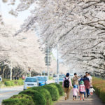 名所から穴場まで！つくスタ情報局編集部イチオシのお花見スポットをご紹介