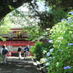 梅雨のおすすめドライブ～アジサイと関東平野一望の「雨引観音」へ～