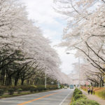 特派員おすすめ☆つくばが誇る最高の桜スポットへ