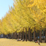 手ぶらで紅葉ピクニック♪秋の「科学万博記念公園」へ