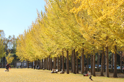 手ぶらで紅葉ピクニック 秋の 科学万博記念公園 へ 子どもを育む街 つくばスタイルblog