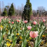 春を探しに洞峰公園へ♪