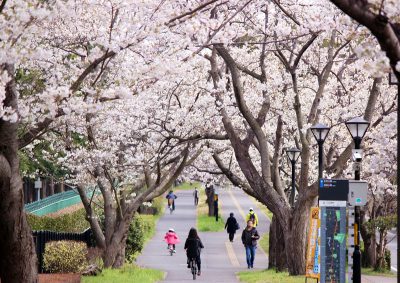 春爛漫 Txつくば駅 守谷駅周辺の桜スポット 子どもを育む街 つくばスタイルblog 春爛漫 Txつくば駅 守谷駅周辺の桜スポット 子どもを育む街 つくばスタイルblog