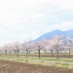 桜前線を追って～泉子育観音・慶龍寺から北条大池へ～