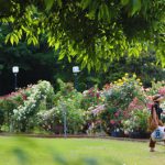 つくばでのんびりお散歩時間♪洞峰公園のバラ園へ