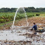 これからが旬！生産量日本一「茨城県のレンコン」