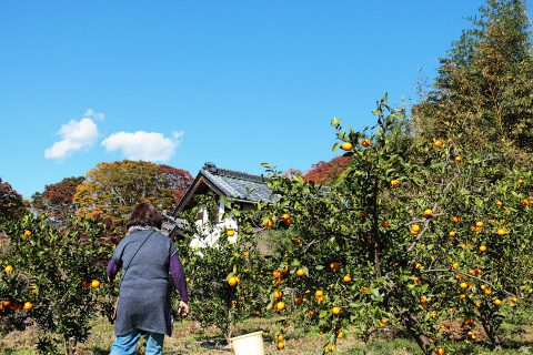 つくばのみかん 福来みかんで福よ来い 子どもを育む街 つくばスタイルblog