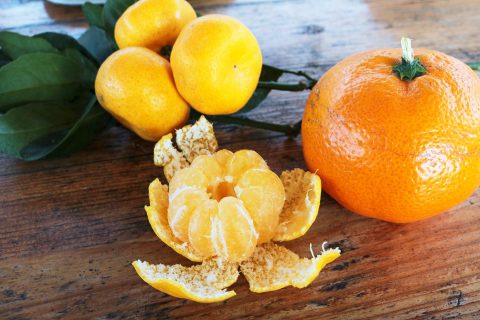 つくばのみかん 福来みかんで福よ来い 子どもを育む街 つくばスタイルblog