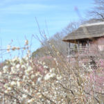 つくばの春の訪れを告げる「筑波山梅まつり」