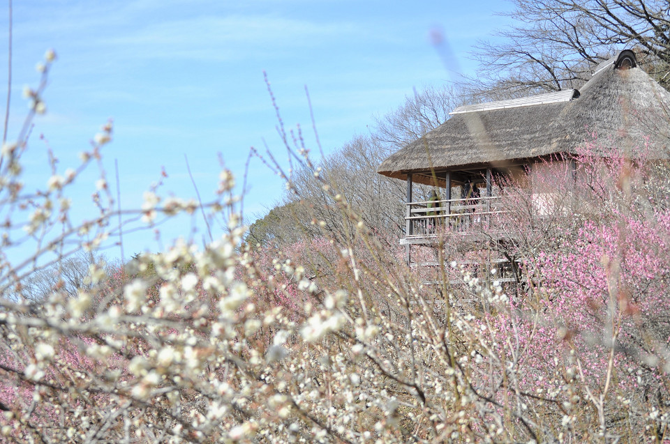 筑波山梅まつり