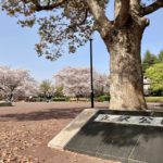 春満開の守谷・立沢公園へ