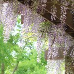 つくば5月の花めぐり～藤の花とクレマチス園～