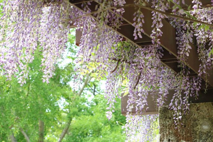 つくば5月の花めぐり～藤の花とクレマチス園～