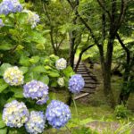 梅雨の晴れ間に～筑波山のアジサイでリフレッシュ♪～