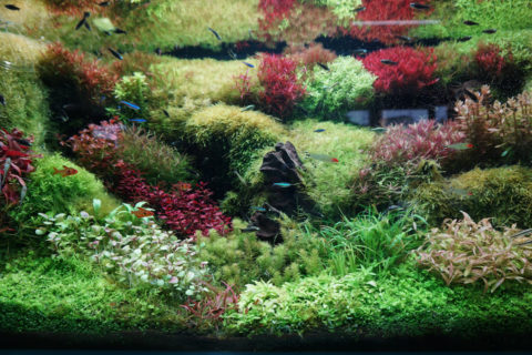 涼を求めて 旅する水草 水草展 子どもを育む街 つくばスタイルblog 涼を求めて 旅する水草 水草展 子どもを育む街 つくばスタイルblog