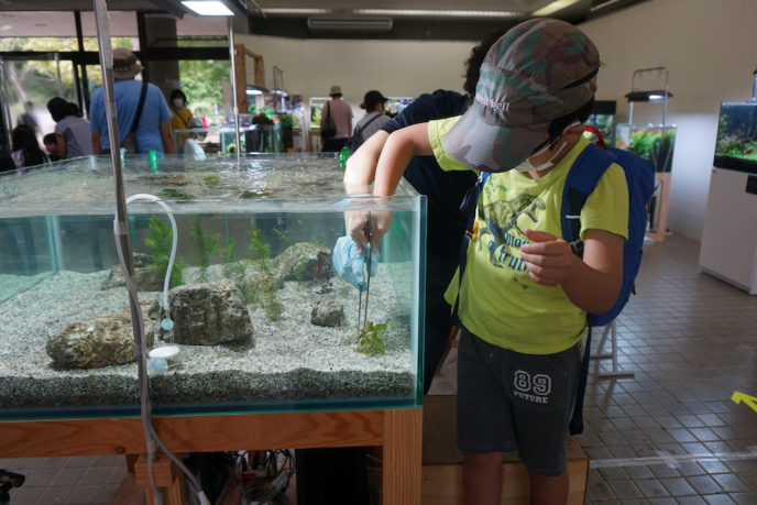 筑波実験植物園「水草展」