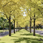 守谷の紅葉スポット〜常総運動公園・大山公園・土塔森林公園〜