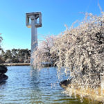 松見公園でお花見♪　～しだれ梅～