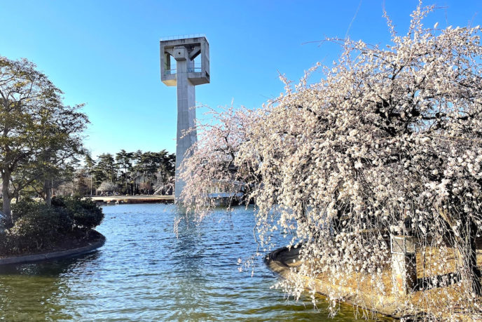 松見公園でお花見♪　～しだれ梅～