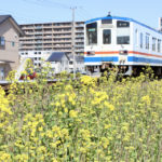 春をさがして、守谷駅周辺を散策