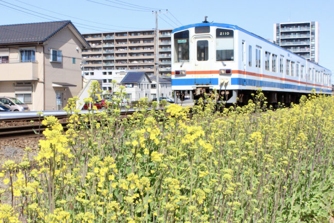 春をさがして、守谷駅周辺を散策