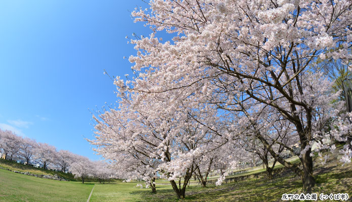 反町の森公園