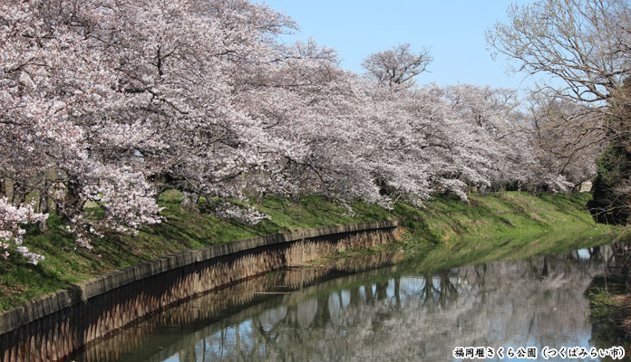 みらい平さくら公園